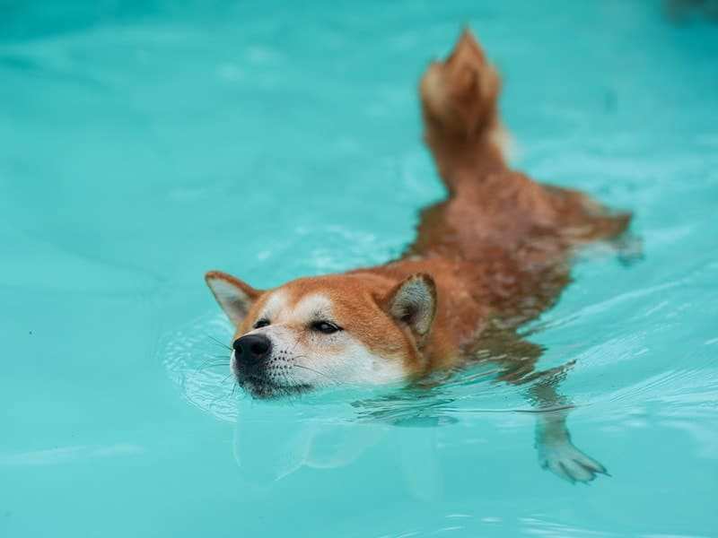 Shiba Inu's Major Holders Active Amidst Bitcoin and Crypto Market Recovery