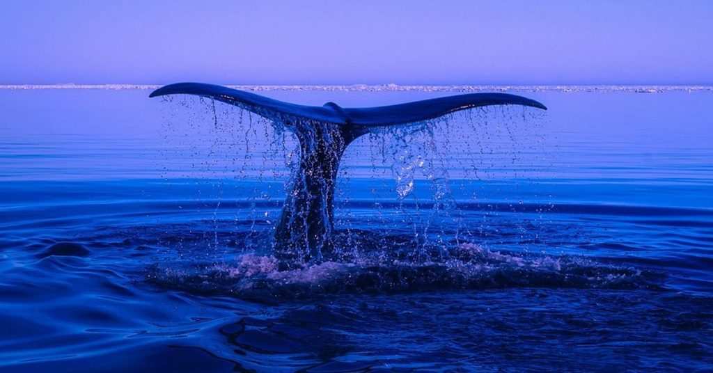 Whale Alert: 5,000 Ethereum Shift Shakes Exchanges with $154M Wave